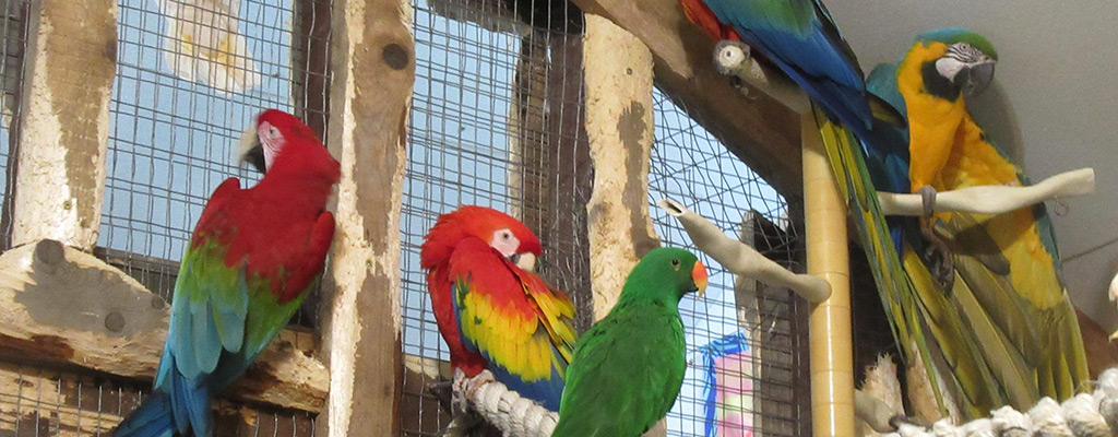 Our Parrots