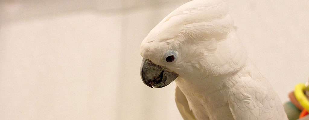 Cockatoo - Donations