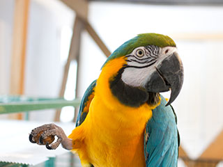Parrot #1