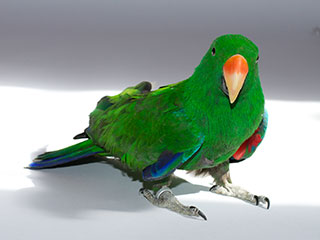 Parrot #2