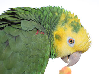 Parrot #3