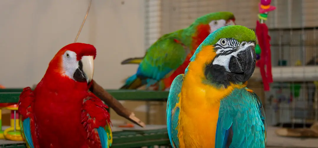 Parrots